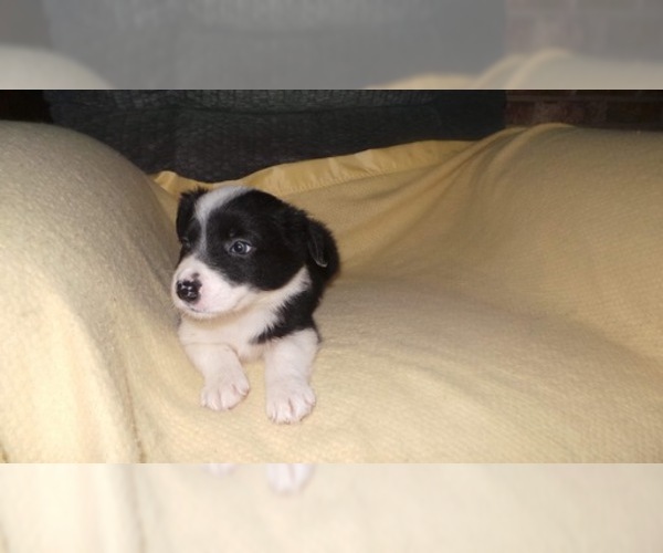 Medium Photo #38 Border Collie Puppy For Sale in AIKEN, SC, USA