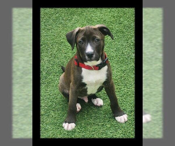 Medium Photo #1 Mutt Puppy For Sale in Santa Cruz, CA, USA