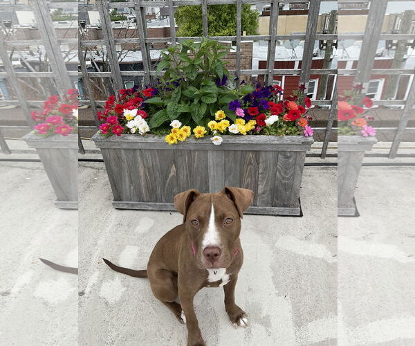 Medium Photo #19 Mutt Puppy For Sale in Philadelphia, PA, USA