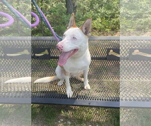 Rosalyn - Female Mutt Dog for Adoption - Photo #7