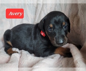 Doberman Pinscher Puppy for sale in POMEROY, OH, USA