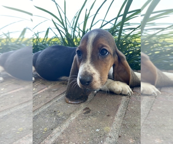 Medium Photo #4 Basset Hound Puppy For Sale in LAWRENCEBURG, TN, USA