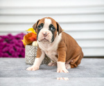 Puppy Trick Boxer