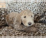 Puppy Willy Goldendoodle