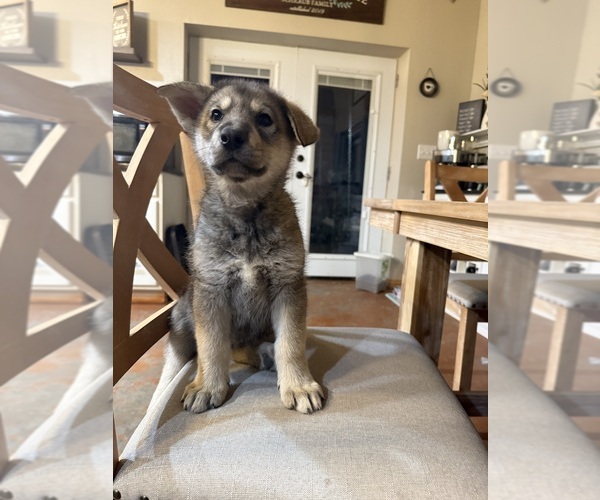 Medium Photo #1 German Shepherd Dog-Wolf Hybrid Mix Puppy For Sale in HAMILTON, TX, USA