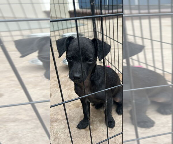 Medium Photo #3 Chihuahua-Unknown Mix Puppy For Sale in W Hollywood, CA, USA