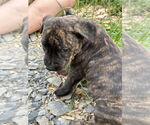 Small #3 American Bandogge mastiff