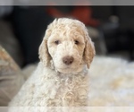 Small Photo #36 Goldendoodle Puppy For Sale in DAVIS, CA, USA