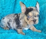 Small #5 French Bulldog