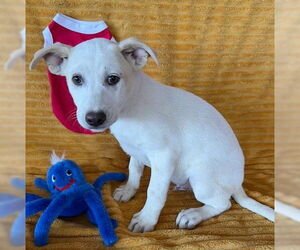 Labrador Retriever-Unknown Mix Dogs for adoption in Genesee, WI, USA