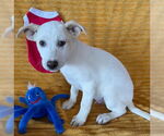 Small Labrador Retriever Mix
