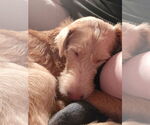 Small #1 Mutt