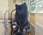Small #3 Pomeranian
