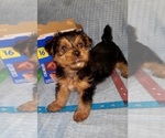 Small Photo #210 Yorkshire Terrier Puppy For Sale in AKRON, OH, USA