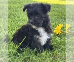 Small #7 Morkie