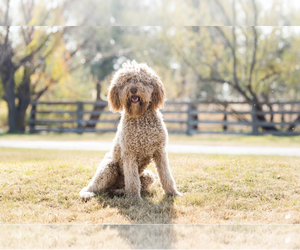 Father of the Poodle (Standard) puppies born on 02/09/2023