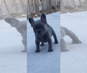 French Bulldog Puppy for sale in SAN DIEGO, CA, USA