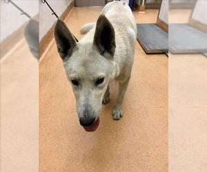 Siberian Husky-Unknown Mix Dogs for adoption in Martinez, CA, USA
