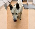 Small Siberian Husky Mix