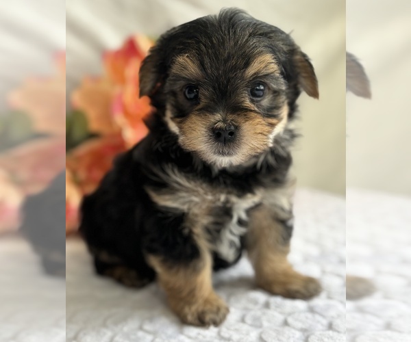 Medium Photo #4 Morkie Puppy For Sale in ROCK STREAM, NY, USA