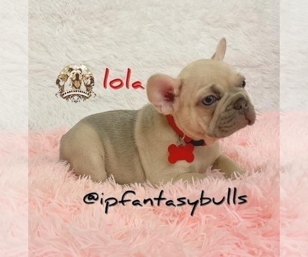 Medium Photo #14 French Bulldog Puppy For Sale in LEHIGH ACRES, FL, USA