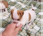 Small #3 Chihuahua