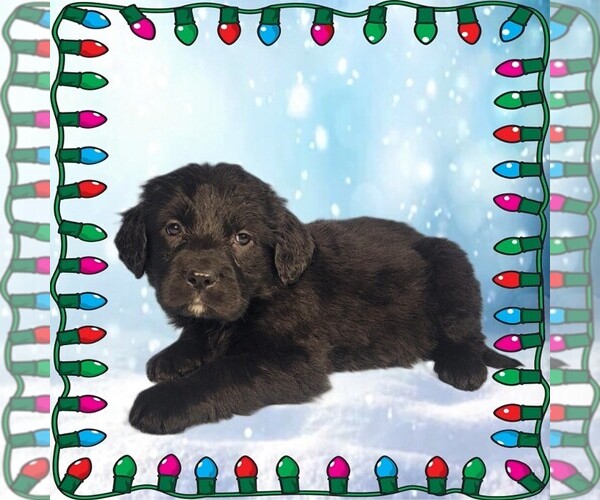 Medium Photo #83 Golden Mountain Dog Puppy For Sale in BLACK FOREST, CO, USA