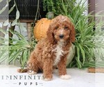 Small #3 Cavapoo