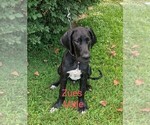 Small Photo #6 Great Dane Puppy For Sale in MBORO, IL, USA