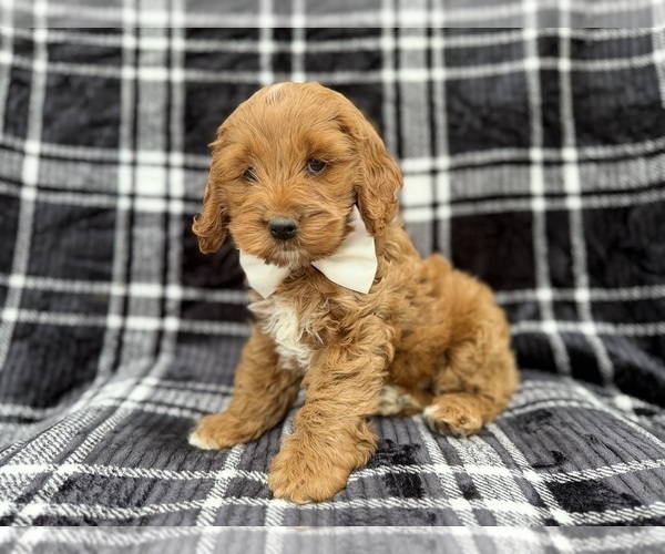 Medium Photo #6 Cock-A-Poo Puppy For Sale in LAKELAND, FL, USA