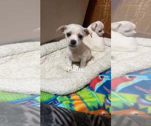Chihuahua-Unknown Mix Dogs for adoption in Binghamton, NY, USA
