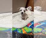 Small Chihuahua Mix