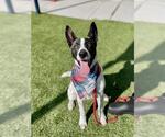Small #1 Bull Terrier Mix
