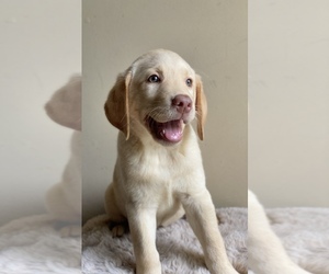 Labrador Retriever Puppy for Sale in CONOVER, North Carolina USA