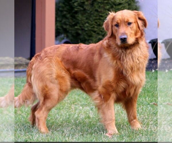 Medium Photo #1 Golden Retriever Puppy For Sale in MORGANTOWN, PA, USA