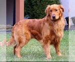 Small Photo #1 Golden Retriever Puppy For Sale in MORGANTOWN, PA, USA