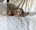 Puppy Puppy 1 Cocker Spaniel