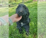 Puppy Foxette Newfoundland-Otterhound Mix