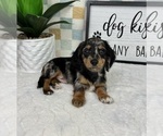 Small #2 Dachshund