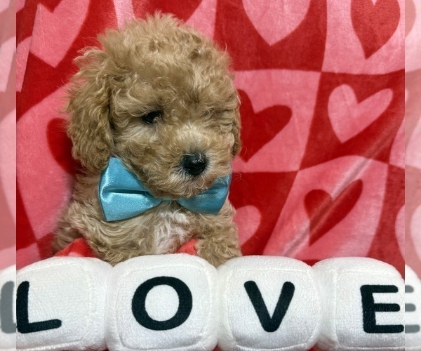 Medium Photo #2 ShihPoo Puppy For Sale in SALEM, OR, USA