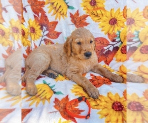 Golden Retriever Puppy for sale in VISALIA, CA, USA