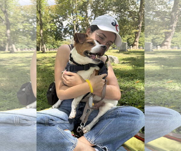 Medium Photo #14 Mutt Puppy For Sale in Philadelphia, PA, USA