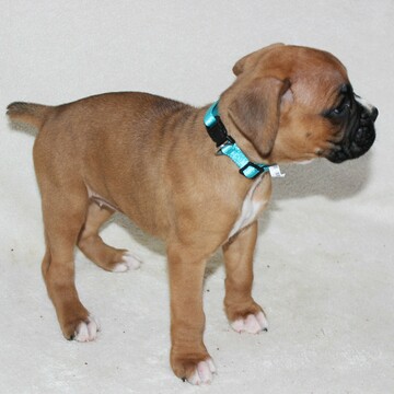 Medium Photo #5 Boxer Puppy For Sale in SINKING SPRING, PA, USA