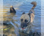 Small #7 Anatolian Shepherd-Siberian Husky Mix