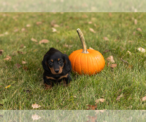 Dachshund Puppy for sale in MILFORD, IN, USA