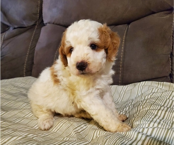 Medium Photo #12 Bernedoodle (Miniature) Puppy For Sale in LEETONIA, OH, USA