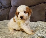 Small #11 Bernedoodle (Miniature)