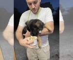 Small Photo #156 German Shepherd Dog Puppy For Sale in LA FAYETTE, NY, USA
