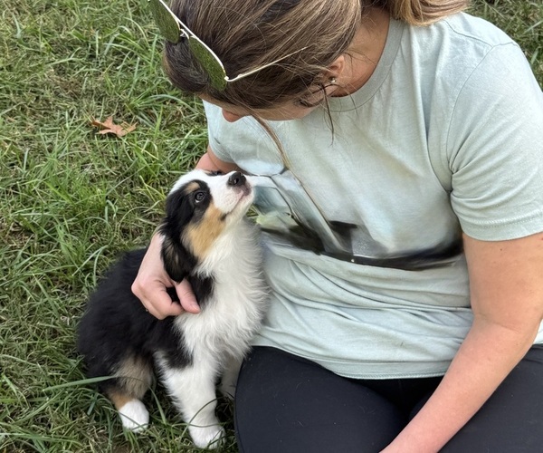 Medium Photo #10 Miniature American Shepherd Puppy For Sale in NOLENSVILLE, TN, USA