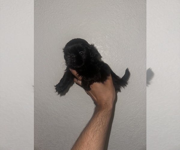 Medium Photo #1 Shih Tzu Puppy For Sale in DALLAS, TX, USA
